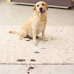 Dirty footprints of dog | Joseph's Flooring