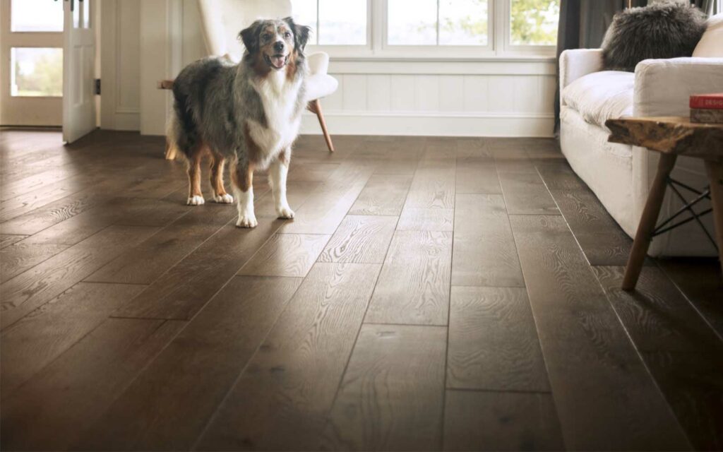 Dog standing on hardwood floor | Joseph's Flooring